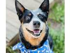 Adopt Tuck $25 a Australian Cattle Dog / Blue Heeler, Mixed Breed