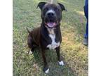 Adopt Lokie a American Staffordshire Terrier