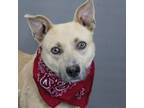 Adopt Twiggy a German Shepherd Dog, Retriever