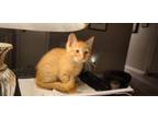 Adopt Rumbly Boy and TommyBobbyDan a Domestic Short Hair