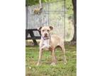 Adopt 72397a Mushu a American Staffordshire Terrier, Mixed Breed