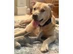 Adopt 72060a Butterscotch a Labrador Retriever, Mixed Breed