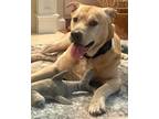 Adopt 72060a Butterscotch - Adoption Ambassador a Labrador Retriever