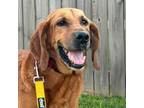 Adopt Nash a Redbone Coonhound