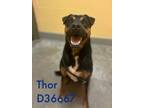 Adopt Thor a Boxer, Mixed Breed