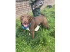 Adopt Scrappy a Pit Bull Terrier