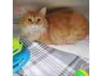 Adopt Pumba a Domestic Long Hair