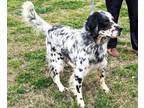 Adopt UNCLE JOE a English Setter