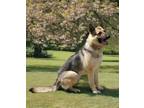 Adopt MARS-URGENT FOSTER NEEDED a German Shepherd Dog