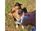 Adopt Shilo a Mixed Breed