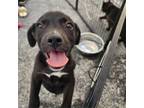 Adopt Salem a Pit Bull Terrier, Shepherd