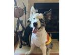 Adopt Zeus a Australian Shepherd