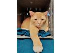 Adopt Dano a Domestic Short Hair