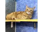 Adopt Yeti 27 a Domestic Short Hair