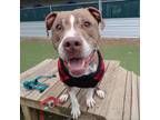 Adopt Oro a Pit Bull Terrier