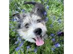 Adopt Huxley a Standard Schnauzer, Terrier