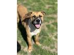 Adopt Deebo a Pit Bull Terrier, Mixed Breed