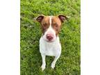 Adopt Russell a Pit Bull Terrier, Mixed Breed