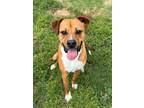 Adopt Milo a Boxer, Mixed Breed