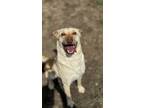 Adopt Major a Labrador Retriever, Mixed Breed