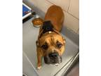 Adopt Romeo a Pit Bull Terrier, Mixed Breed