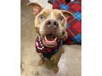 Adopt Beans a Pit Bull Terrier, Mixed Breed