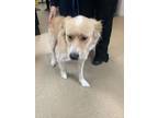 Adopt Forrest a Great Pyrenees, Retriever