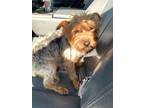 Adopt 55699306 a Yorkshire Terrier, Mixed Breed