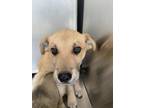 Adopt Coffee a Black Mouth Cur, Mixed Breed