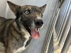 Adopt 55703231 a German Shepherd Dog, Mixed Breed