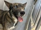 Adopt Spice a German Shepherd Dog, Mixed Breed
