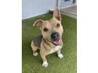 Adopt Lil Nugget a Pit Bull Terrier, Mixed Breed