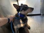 Adopt 55705154 a Australian Cattle Dog / Blue Heeler, Mixed Breed