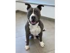 Adopt Pickles a American Staffordshire Terrier, Mixed Breed