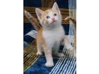 Adopt Jerry a Tabby