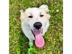 Adopt Fredrick a Great Pyrenees, Mixed Breed