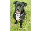 Adopt Naan a American Staffordshire Terrier, Mixed Breed