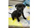 Adopt Chilli Billy a Labrador Retriever, Mixed Breed