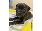 Adopt Bobby Wasabi a Labrador Retriever, Mixed Breed