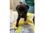 Adopt Hotwing Joe a Labrador Retriever, Mixed Breed