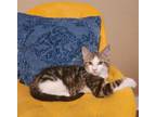 Adopt TaDa a Domestic Short Hair