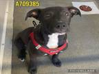 Adopt BUD a American Staffordshire Terrier