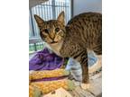 Adopt TOONCES a Domestic Short Hair