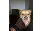 Adopt SIMBA a Chow Chow