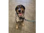 Adopt KODY a Australian Cattle Dog / Blue Heeler