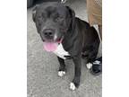 Adopt Ego a Pit Bull Terrier, Mixed Breed
