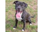 Adopt Ego a Pit Bull Terrier, Mixed Breed