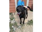 Adopt Beau a Labrador Retriever, Mixed Breed