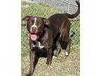 Adopt JC a Labrador Retriever, Mixed Breed