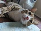 Adopt Stowaway "Stue a Tabby